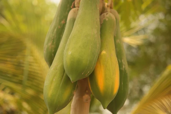 Papaya frukt och träd i Thailand — Stockfoto