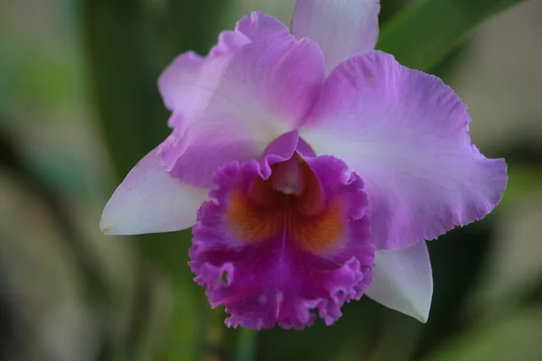 Enkele vanda orchidee — Stockfoto