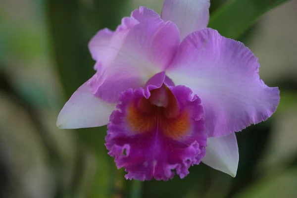 Enkele vanda orchidee — Stockfoto