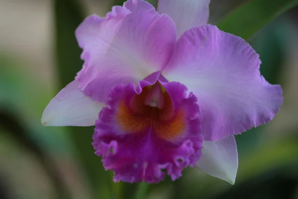 Enkele vanda orchidee — Stockfoto