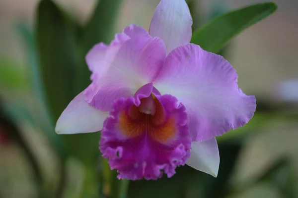 Enkele vanda orchidee — Stockfoto