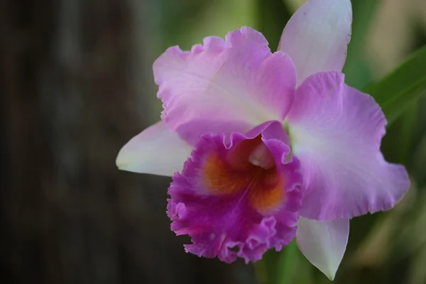 Orquídea de vanda única — Fotografia de Stock