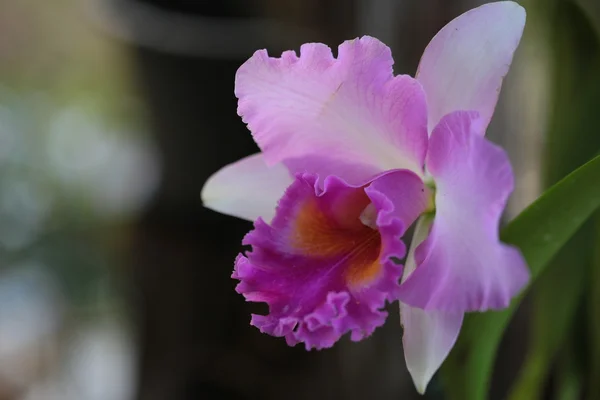 Enda vanda orkidé — Stockfoto