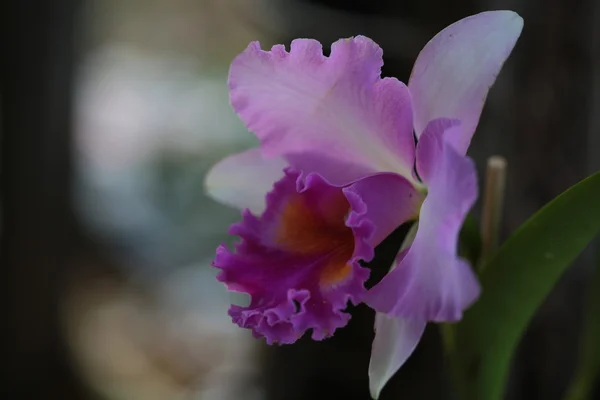 Orchidea vanda singola — Foto Stock