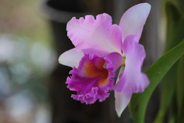 Jediné orchidej vanda — Stock fotografie