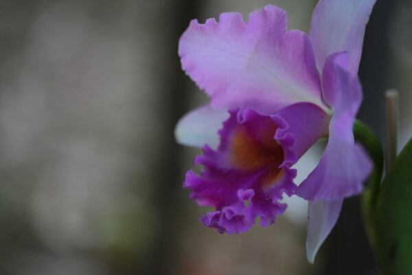 Single vanda orchid 