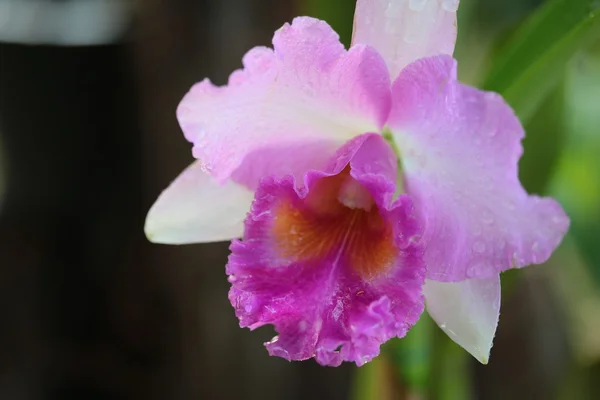 Tek vanda orkide — Stok fotoğraf