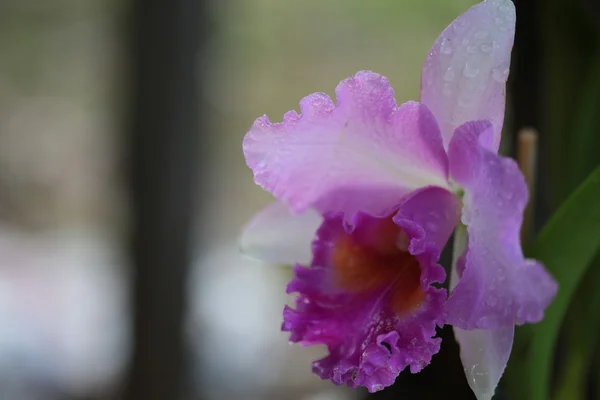 Одинокая орхидея — стоковое фото