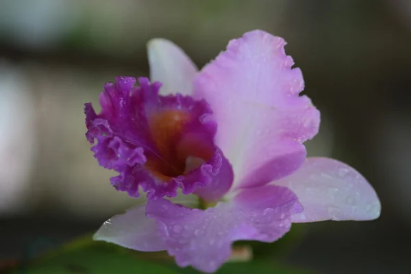 Enkele vanda orchidee — Stockfoto