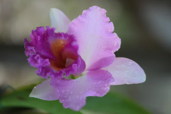 Pojedynczy vanda Orchidea — Zdjęcie stockowe