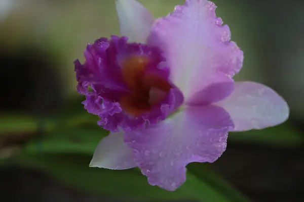 Orquídea de vanda única — Fotografia de Stock