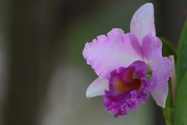 Orquídea de vanda única — Fotografia de Stock