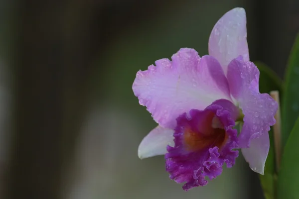 Orchidea vanda singola — Foto Stock