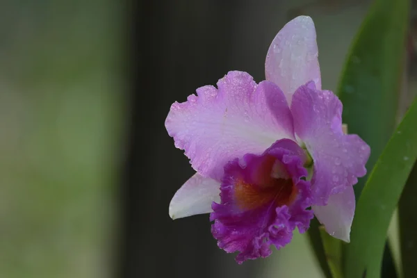 Einzelne Vanda-Orchidee — Stockfoto