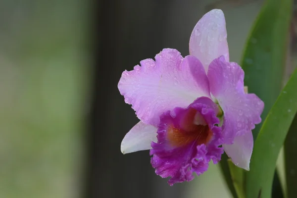 Orquídea de vanda única — Fotografia de Stock