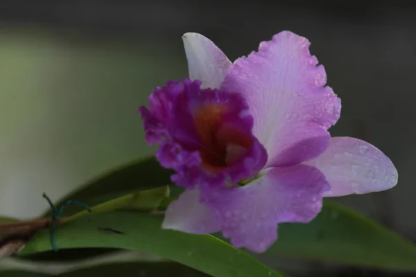 Enkele vanda orchidee — Stockfoto