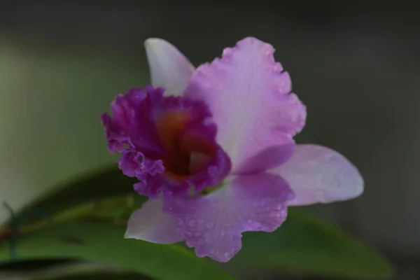 Одинокая орхидея — стоковое фото