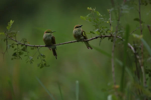 Vögel auf Ästen — Stockfoto