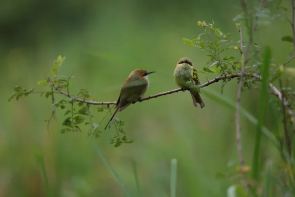 Aves em ramos — Fotografia de Stock