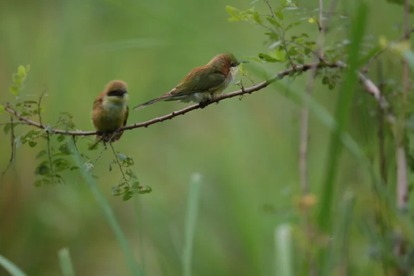 Aves em ramos — Fotografia de Stock