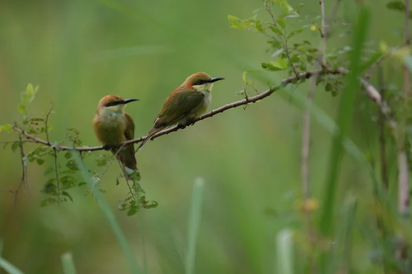 Aves em ramos — Fotografia de Stock