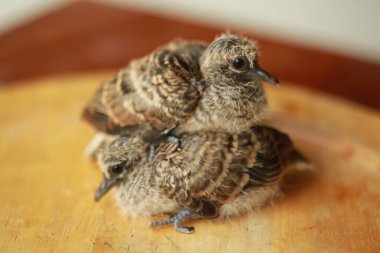Zebra Güvercini Tayland 'da yerde..
