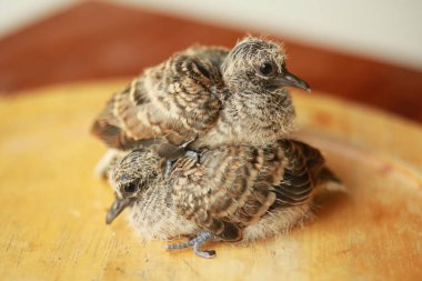 Zebra Güvercini Tayland 'da yerde..