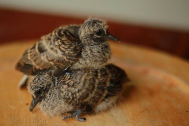 Zebra Güvercini Tayland 'da yerde..