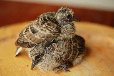 Zebra Güvercini Tayland 'da yerde..