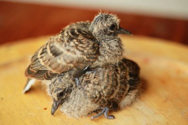 Zebra Güvercini Tayland 'da yerde..