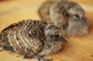 Zebra Güvercini Tayland 'da yerde..