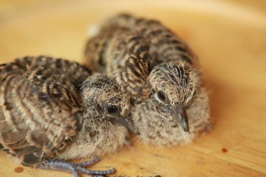 Zebra Güvercini Tayland 'da yerde..
