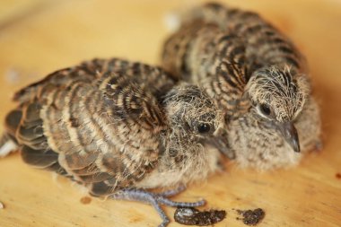 Zebra Güvercini Tayland 'da yerde..