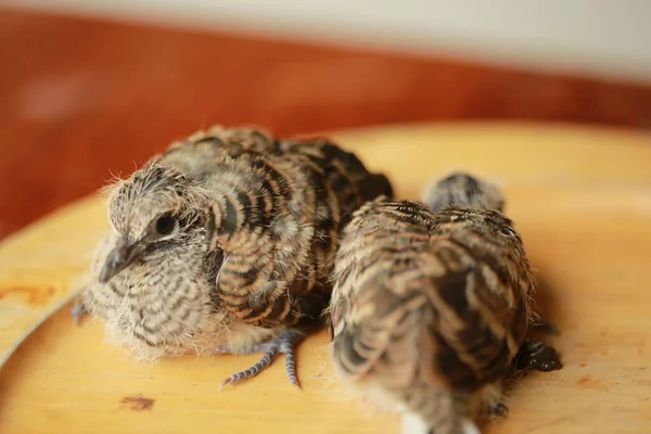 Zebra Dove Ground Thailand — 스톡 사진