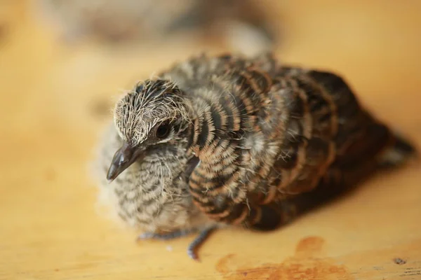 タイの地面にZebra Dove — ストック写真