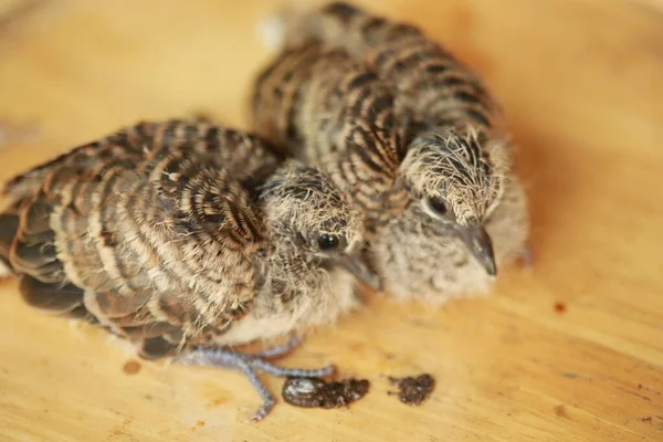 Zebra Dove Στο Έδαφος Στην Ταϊλάνδη — Φωτογραφία Αρχείου