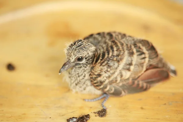 Zebra Dove Suelo Tailandia —  Fotos de Stock