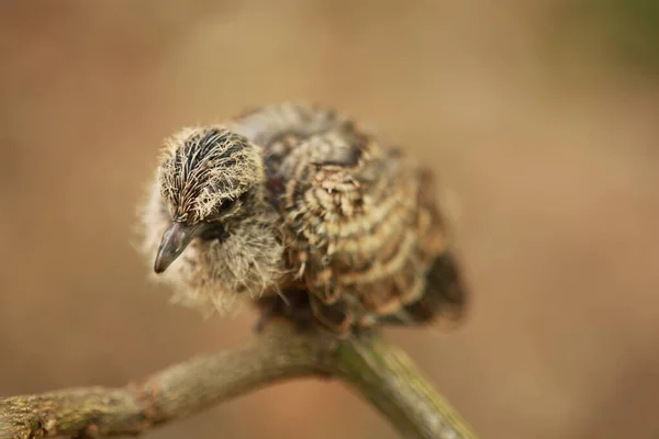 Zebra Dove Suelo Tailandia —  Fotos de Stock