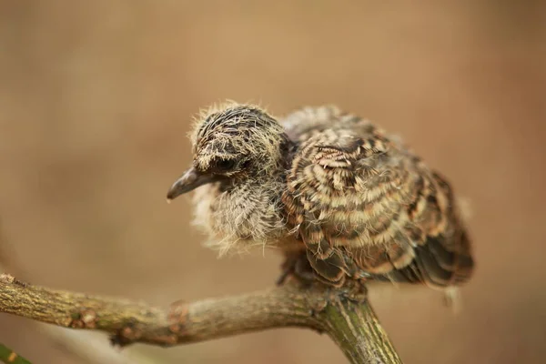 タイの地面にZebra Dove — ストック写真