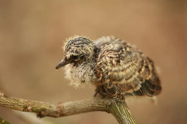 タイの地面にZebra Dove — ストック写真