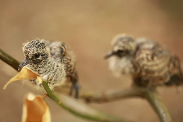 Zebra Dove Chão Tailândia — Fotografia de Stock