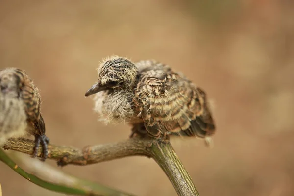 Zebra Dove Földön Thaiföldön — Stock Fotó