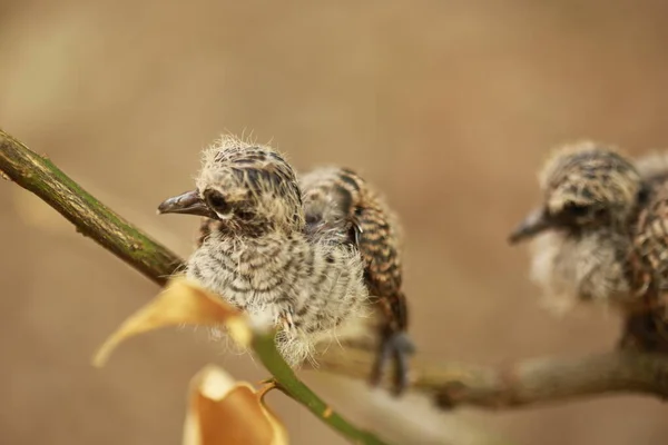 Zebra Dove Ziemi Tajlandii — Zdjęcie stockowe