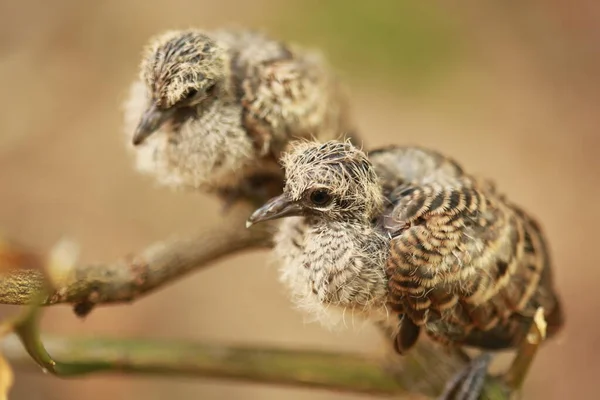 Zebra Dove Földön Thaiföldön — Stock Fotó