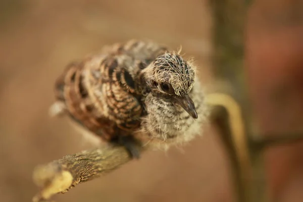 Zebra Dove Ground Thailand — Stock Photo, Image