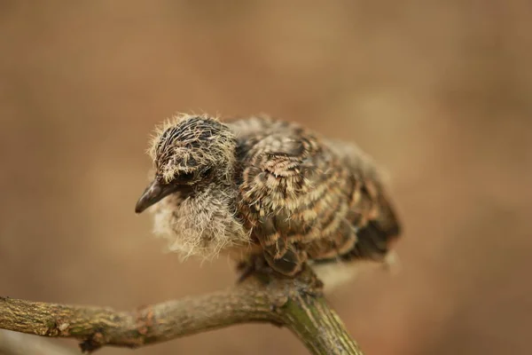 タイの地面にZebra Dove — ストック写真