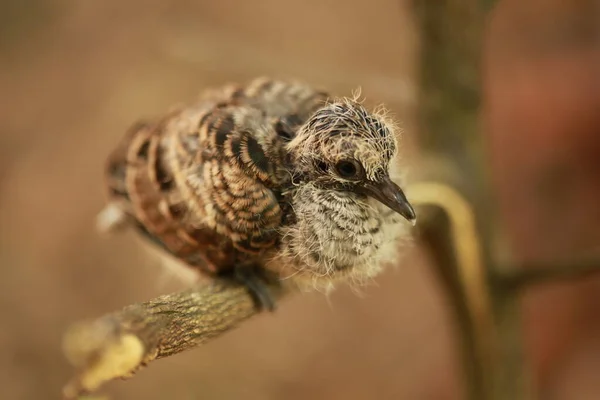 Zebra Dove Chão Tailândia — Fotografia de Stock