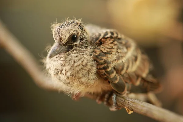 Zebra Dove Chão Tailândia — Fotografia de Stock