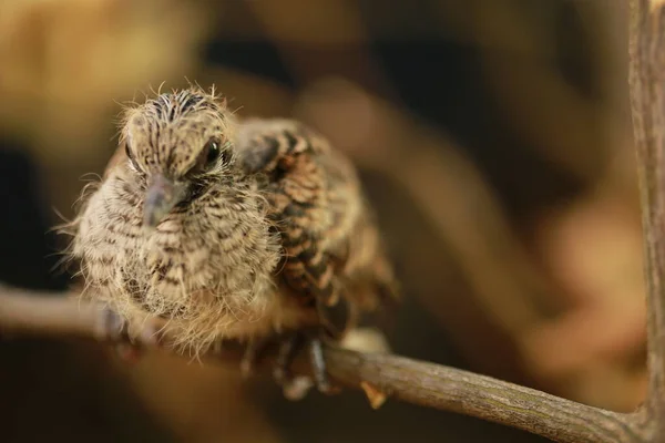 タイの地面にZebra Dove — ストック写真