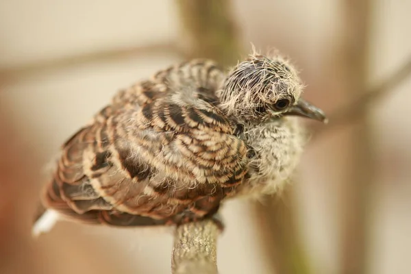 Zebraduif Grond Thailand — Stockfoto